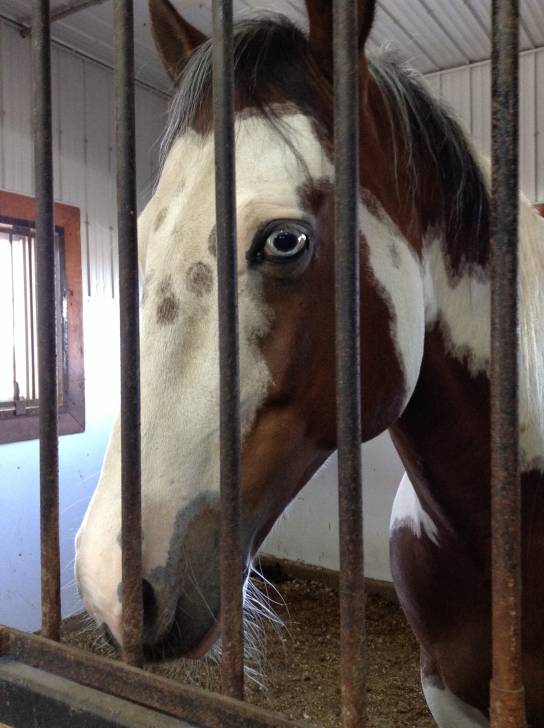 Cherokee - Mâle (7 ans)