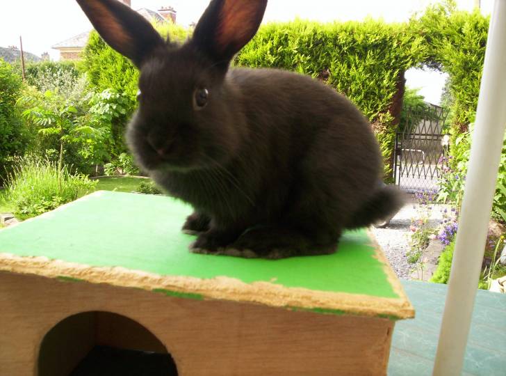 chipie - (Autre)