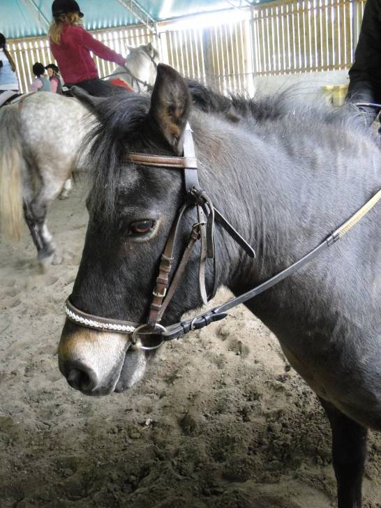 Kiwi - Mâle (21 ans)