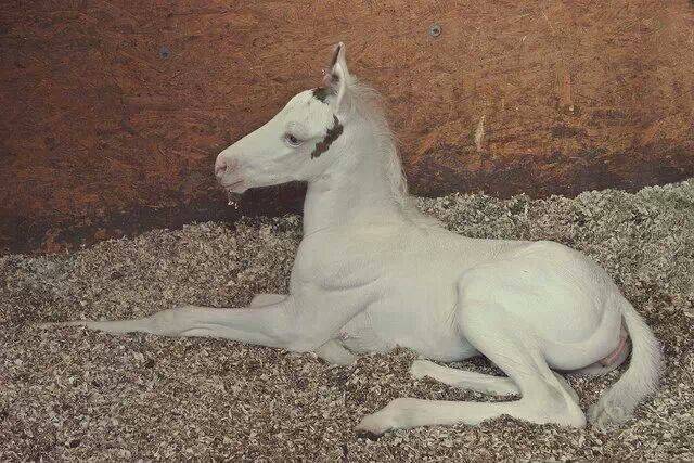 Palla - (1 mois)