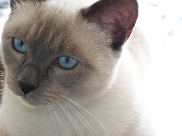 Papyrus - Mâle (1 an)