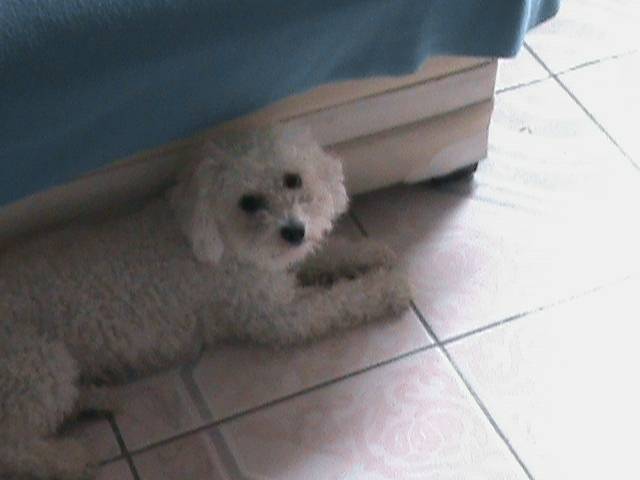 coqueta (chompy) - Femelle (3 ans)