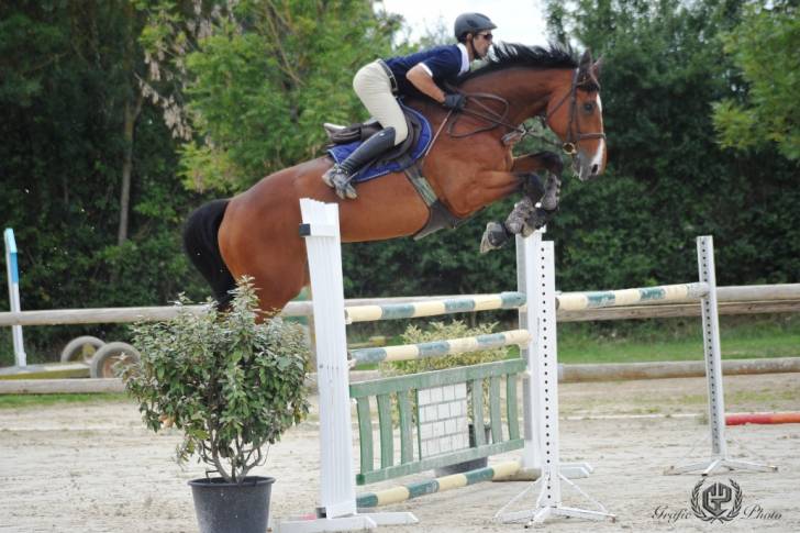 Max - Mâle (5 ans)
