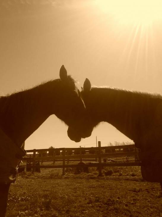 Jewel and Missy - (Autre)