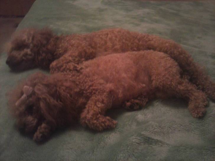 True love 4ever - (2 ans)