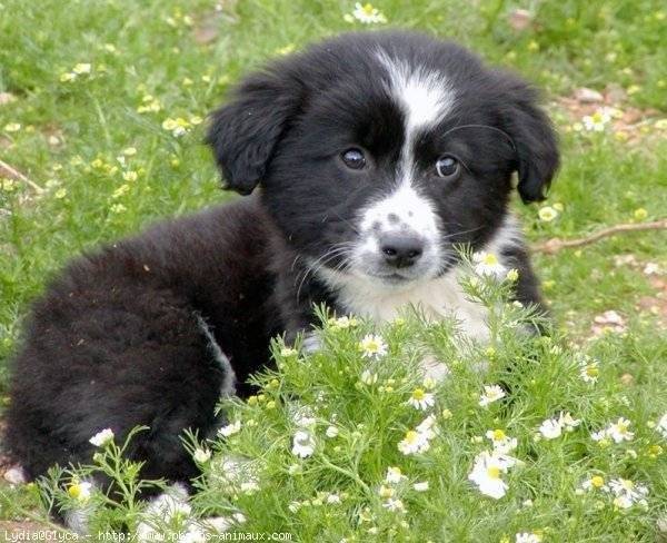 prunelle - (6 mois)