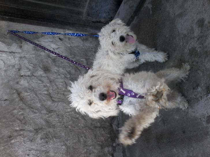 Panchita - (2 mois)