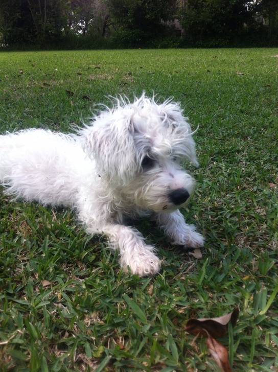 Roxy - (1 an)