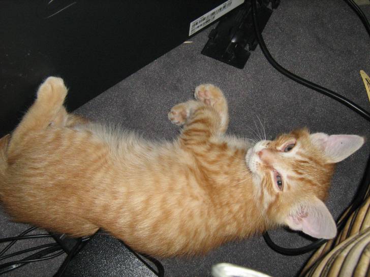 garfield - Mâle (3 mois)
