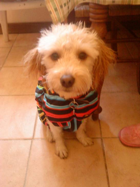 Cotton - Mâle (2 ans)