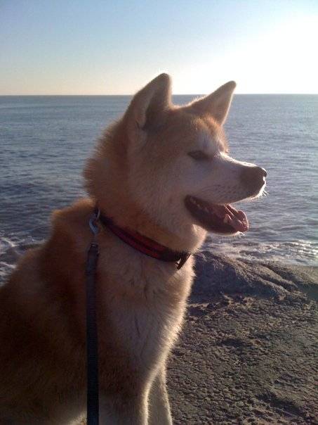 Yuki - (4 ans)
