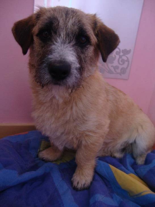 Sompi - Mâle (2 ans)