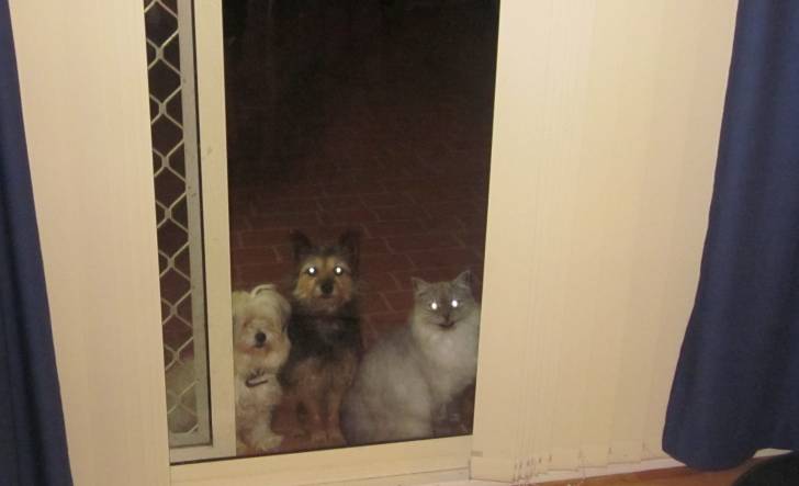 sophie and fluffy - (10 ans)