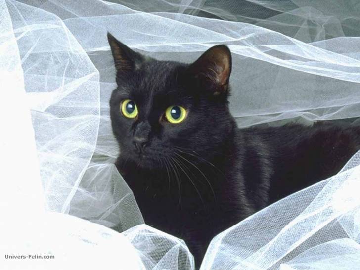 banbi mon chat mes il est mort - Mâle