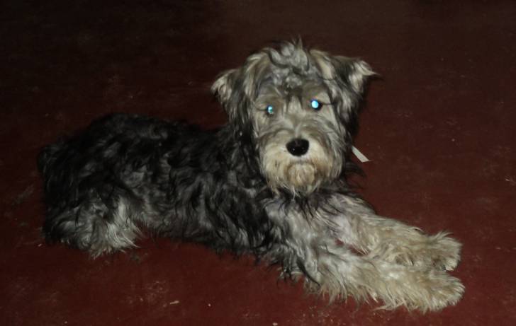 princesa - (3 mois)