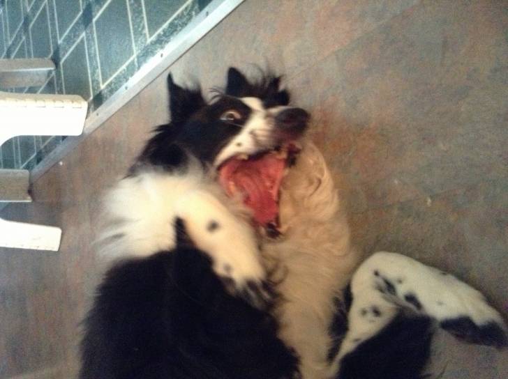 Jack - Mâle (5 ans)
