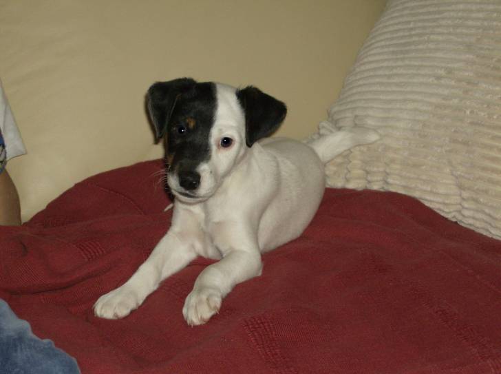 doudou - Femelle (2 ans)