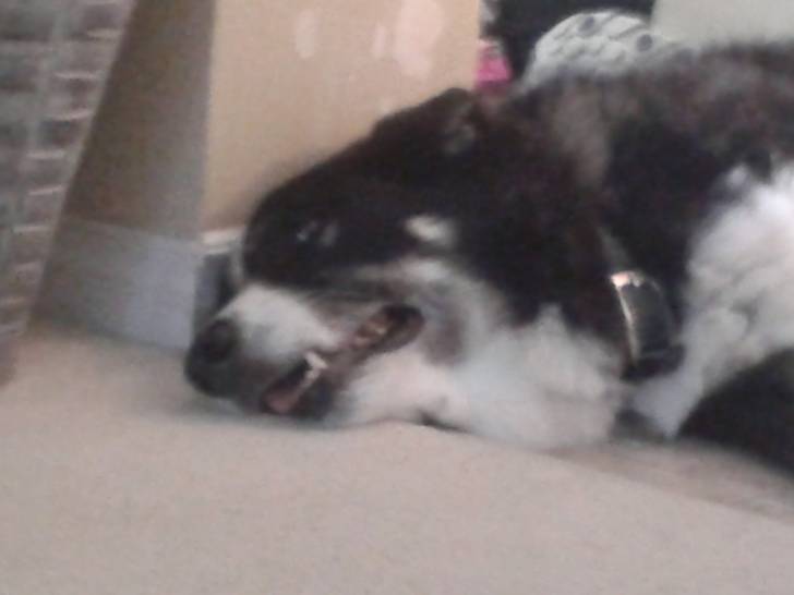 Bailey - Femelle (11 ans)