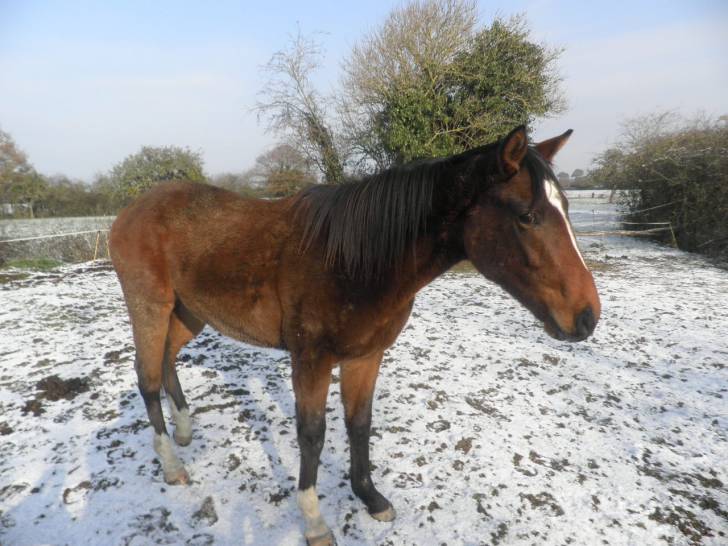 singa holst - (2 ans)