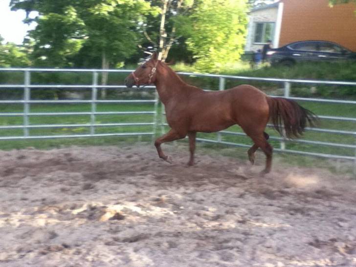 tunder - Mâle (3 ans)