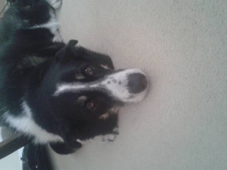 Bailey - Femelle (11 ans)