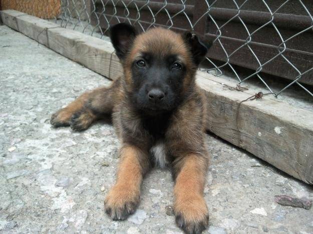 Luna - Femelle (3 mois)