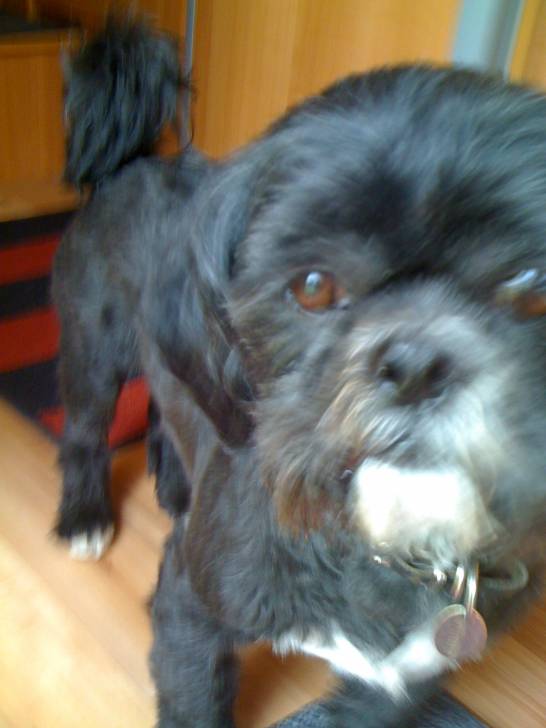 Alf - Mâle (5 ans)