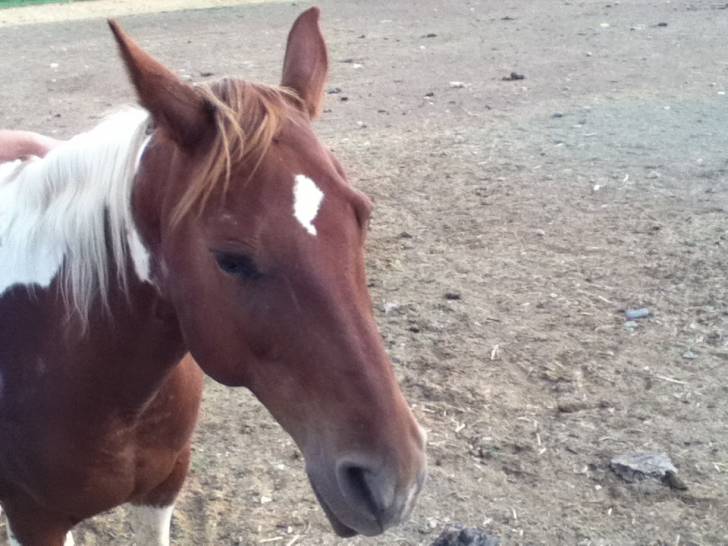 Jingo - Mâle (13 ans)