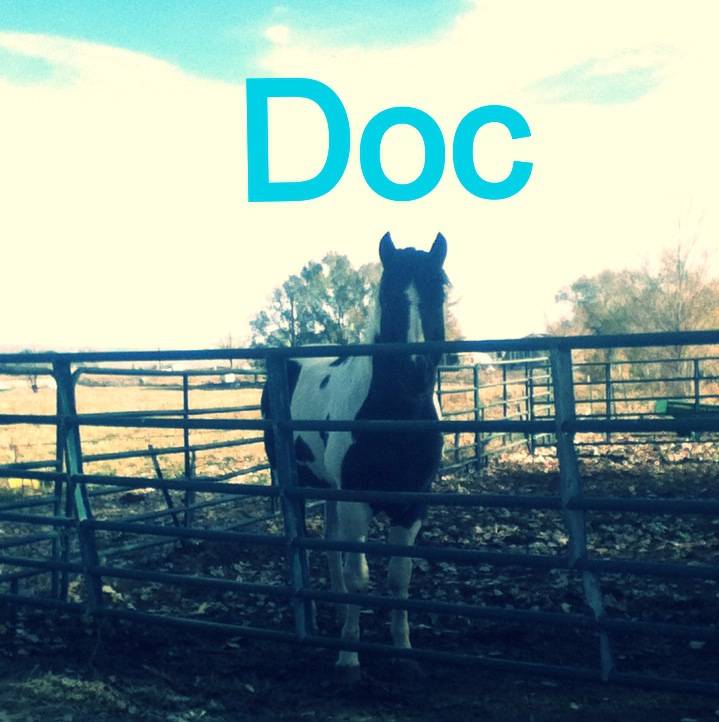Doc - Mâle (14 ans)