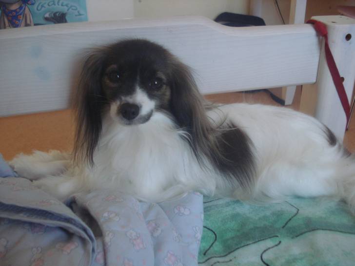 Prunelle - (5 ans)