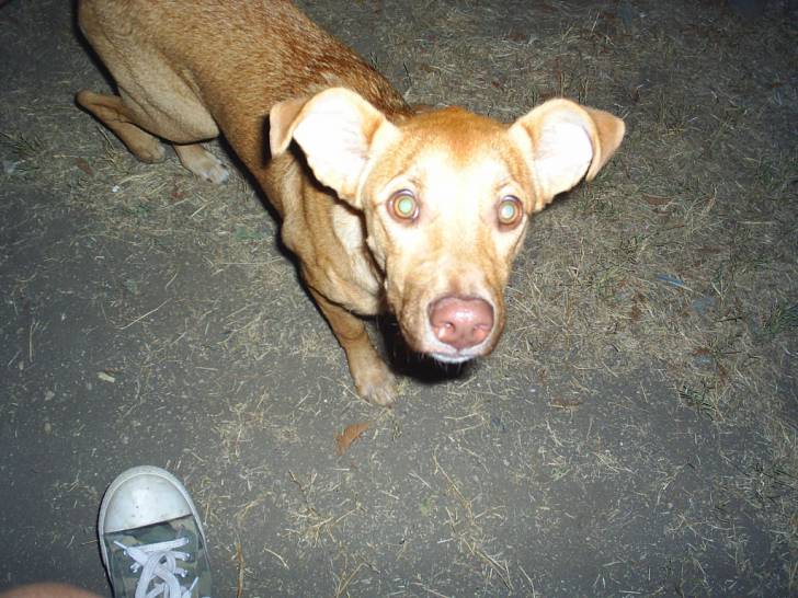 Nala - Femelle (7 mois)