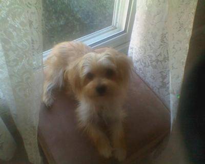 Leo (for RP) - Mâle (6 ans)