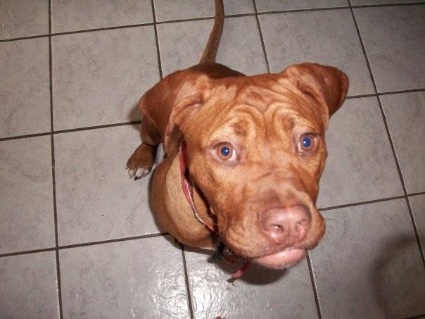 bandit - Mâle (1 an)