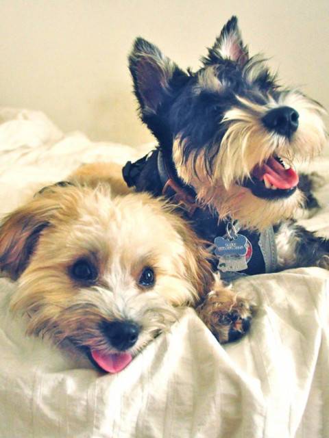 Puky y Kira - Mâle (6 mois)
