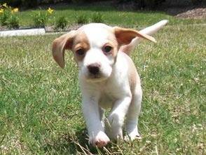 New puppy - Mâle (2 mois)