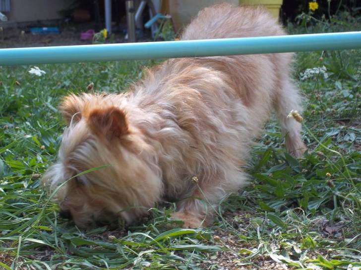 Guenille ? - Femelle (3 ans)