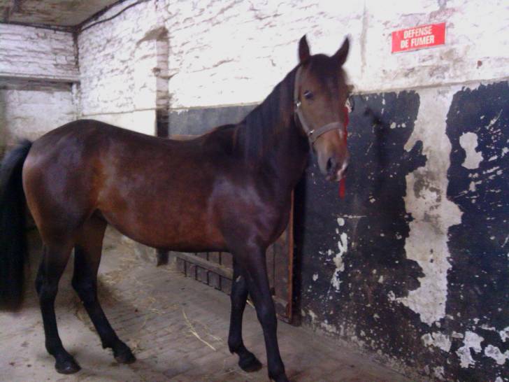 Ballerine du Préhaut - (3 ans)