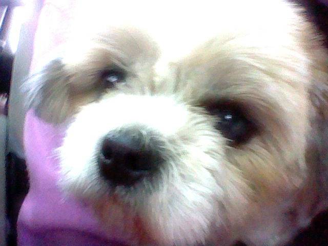 anoÏl - Femelle (2 ans)