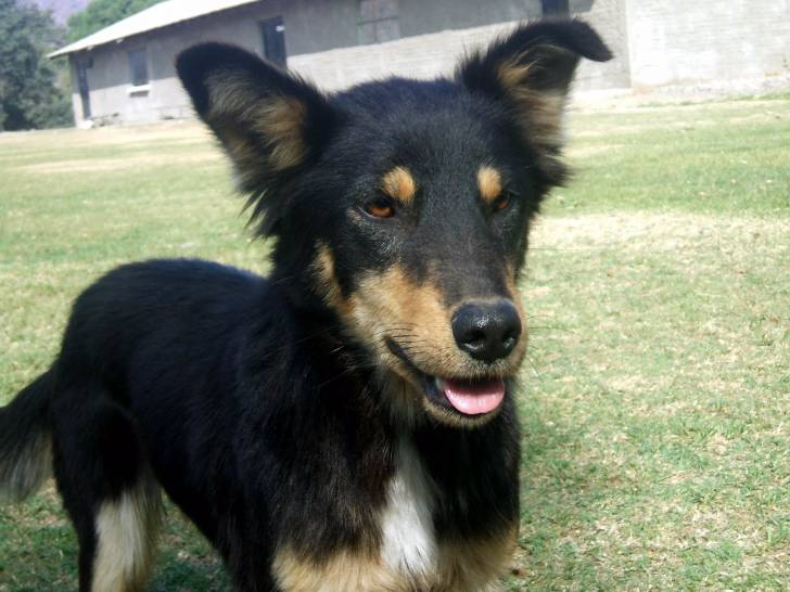 Linda - Femelle (22 ans)