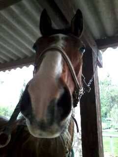 Roy Star - Mâle (9 ans)