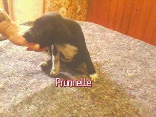 Prunnelle - (3 mois)