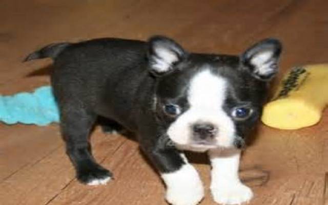 Roxy elle est très bébé - (6 mois)