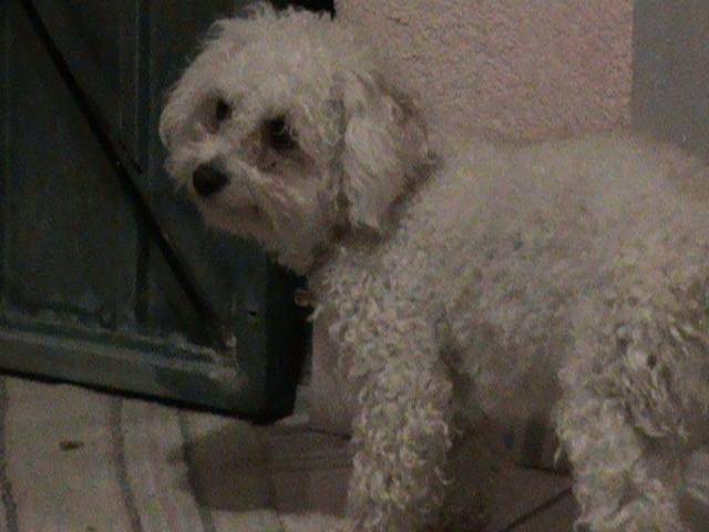 Coqueta - Femelle (3 ans)