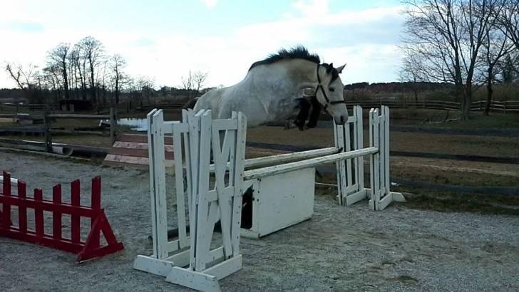 Misty - Mâle (8 ans)