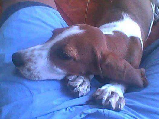 marmol - Mâle (4 ans)