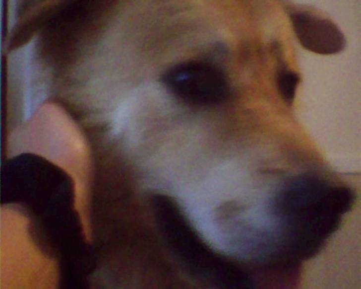 Alex - Mâle (8 ans)