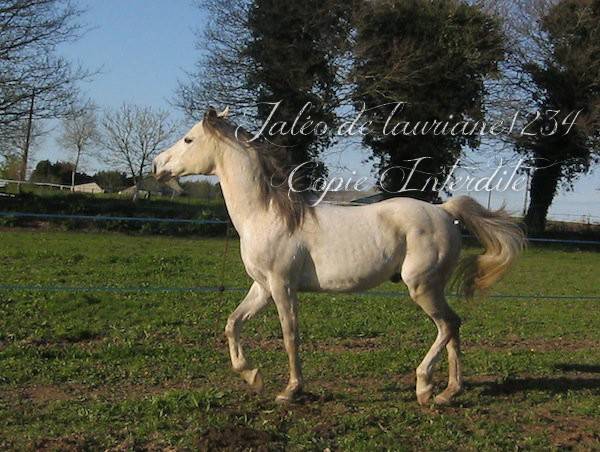 Jaléo - Mâle (9 ans)
