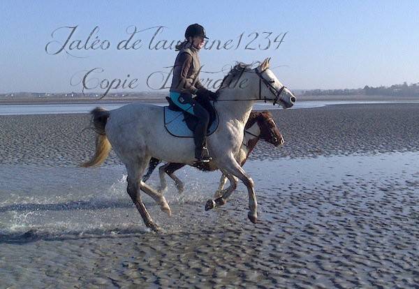 Jaléo - Mâle (9 ans)