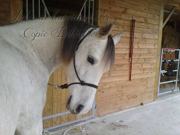 Jaléo - Mâle (9 ans)