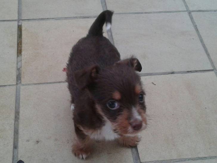 Lola - Femelle (8 mois)